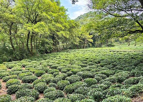 Meijiawu Tea Plantation, Hangzhou