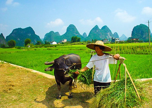 Yangshuo Rural Scenery Yangshuo Rural Scenery