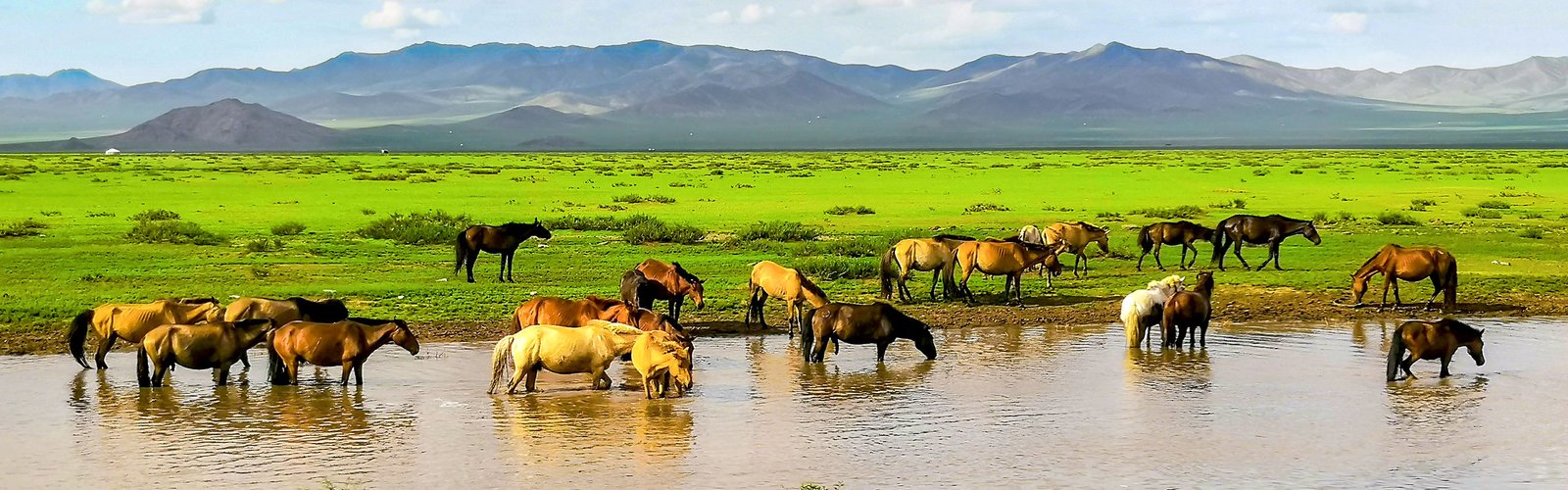 Nalati Grassland, Ili