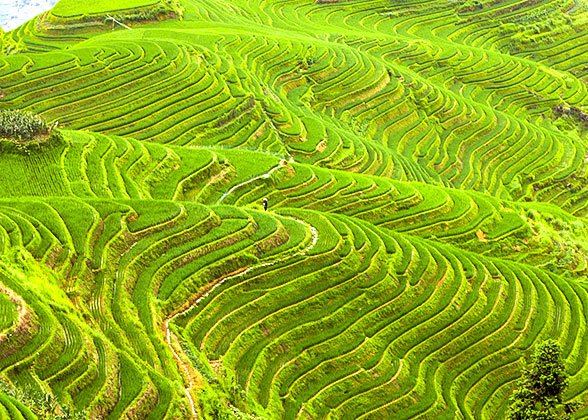 Dragon's Backbone Rice Terraces
