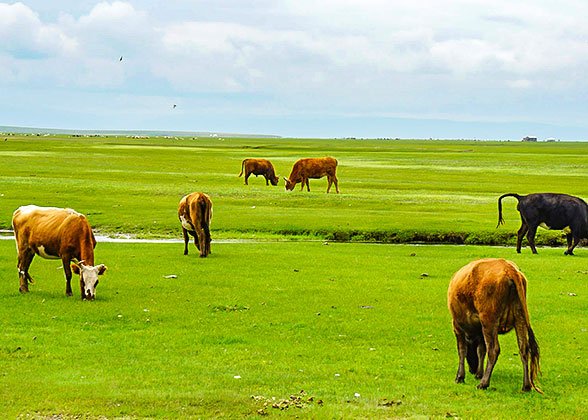 7 Days Private East-Central Inner Mongolia Photographic Tour