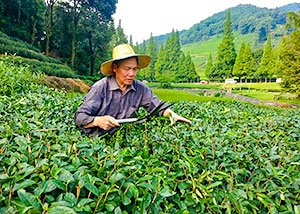 Tea Plantation