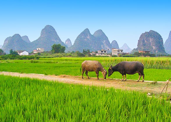 Beautiful view of Yangshuo
