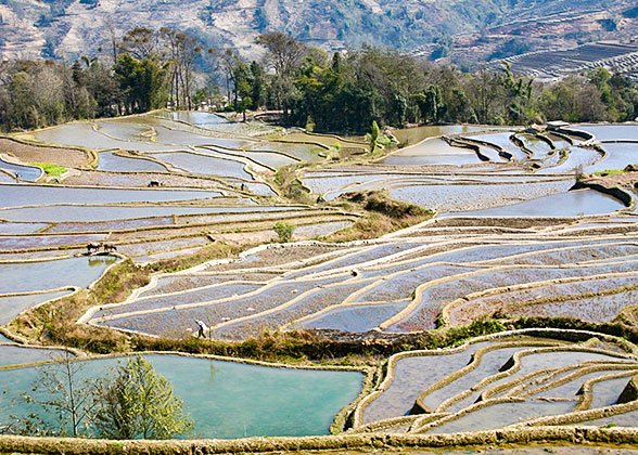 Beautiful Terraced Fields Beautiful Terraced Fields
