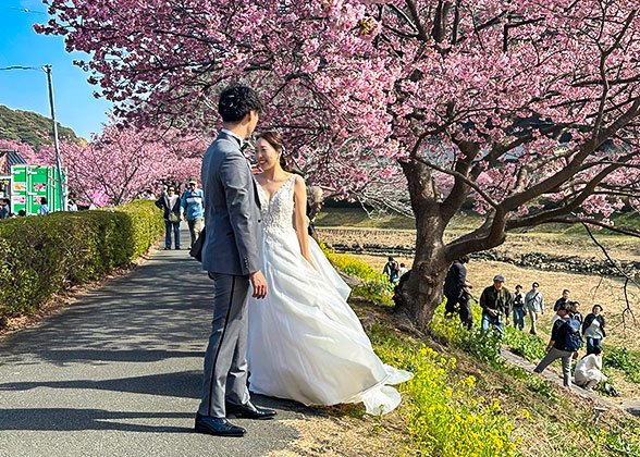 Cherry Blossom in Japan Cherry Blossom in Japan