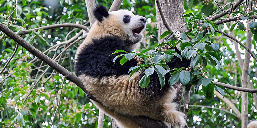 Giant Pandas