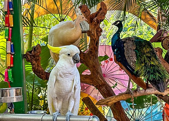 Parrot and Peacock in Manting Imperial Garden