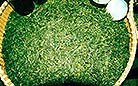 Fresh tea leaves go through several processes before they are ready to be drunk.
