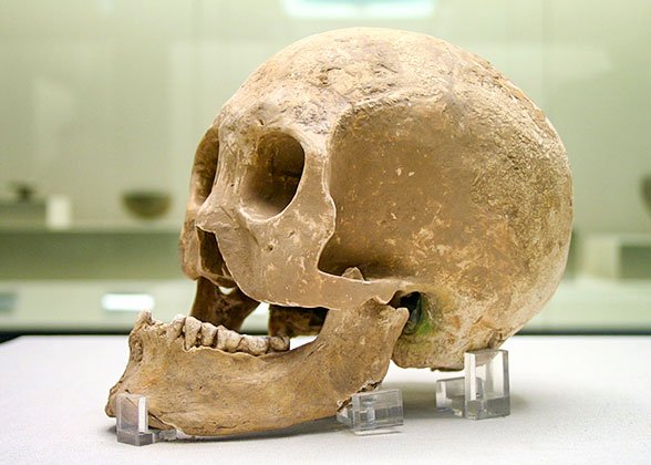 Skull Unearthed from Slaughter Pits