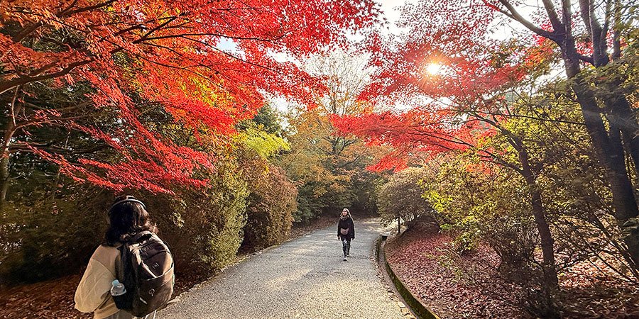 Fall Foliage View in Jiuzhaigou Valley
