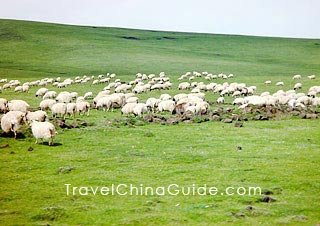 Grassland around Qinghai Lake 