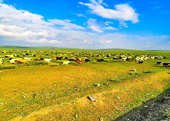 Hulunbuir Prairie
