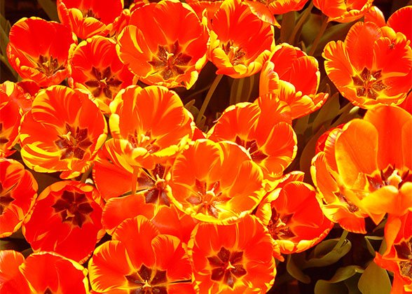 Inner Mongolia Tulip Bossoms