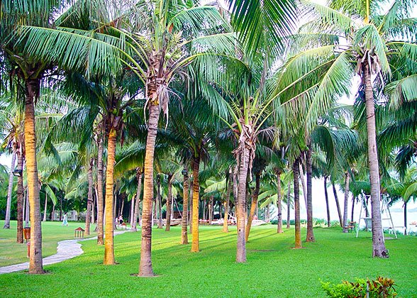 Coconut Trees in Xinglong Tropical Garden
