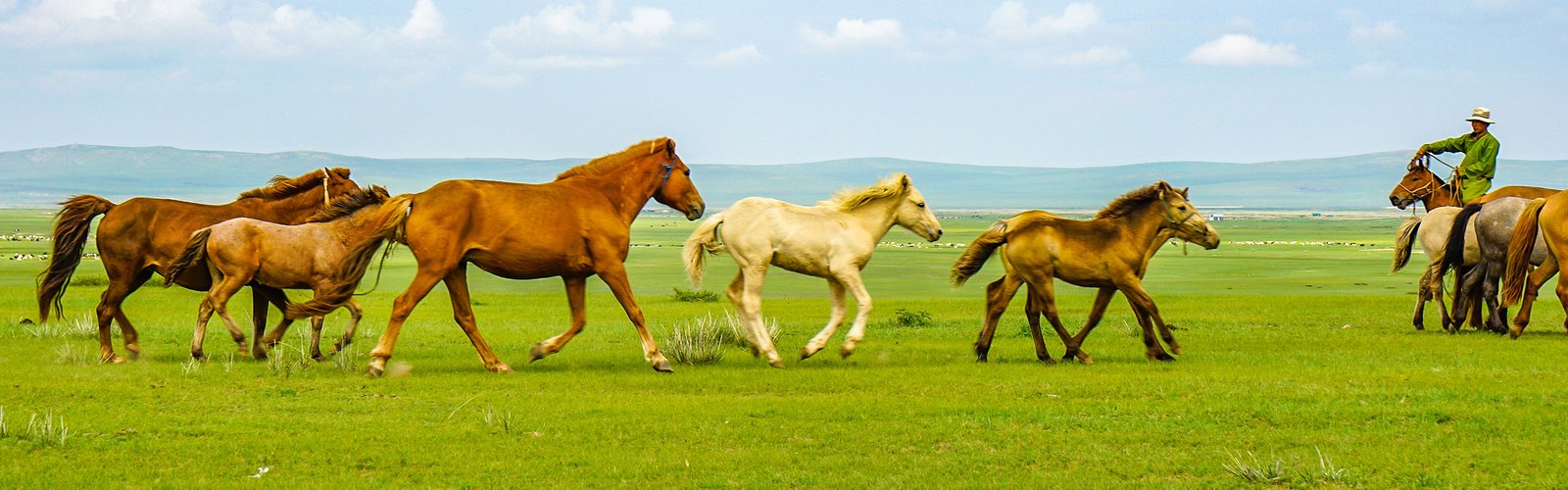 A Herd of Horses on the Prairie A Herd of Horses on the Prairie