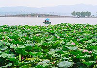 West Lake in Summer