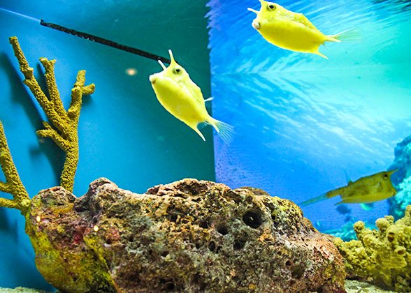 Shanghai Ocean Aquarium