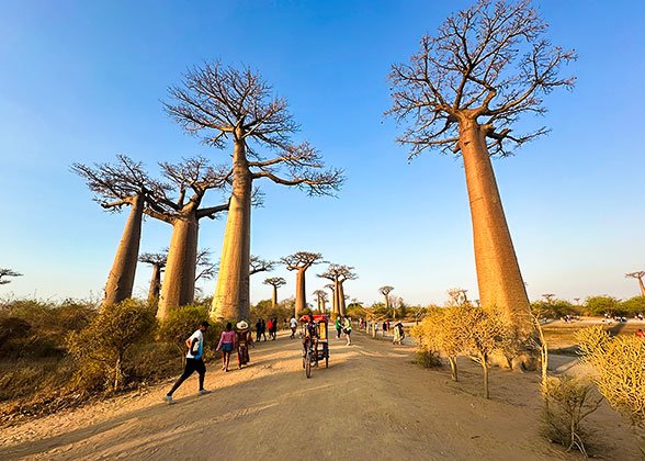 Giant Baobabs Giant Baobabs