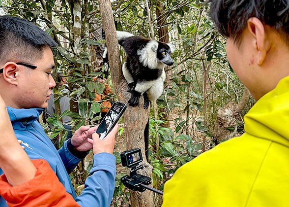 Spot Lemurs in the Park Spot Lemurs in the Park