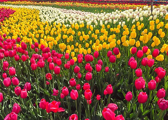 Tulips in Xian Botanical Garden