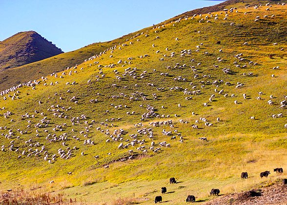 Ganjia Prairie Ganjia Prairie