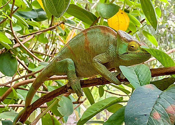 The Chameleon The Chameleon