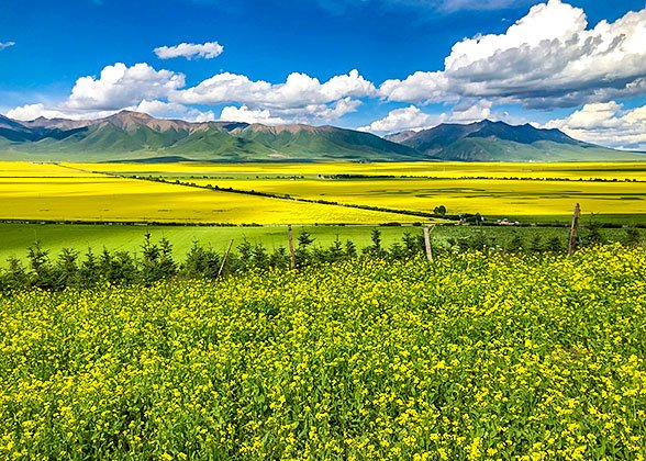 Rapeseed Flowers Bloom near Qinghai Lake Rapeseed Flowers Bloom near Qinghai Lake