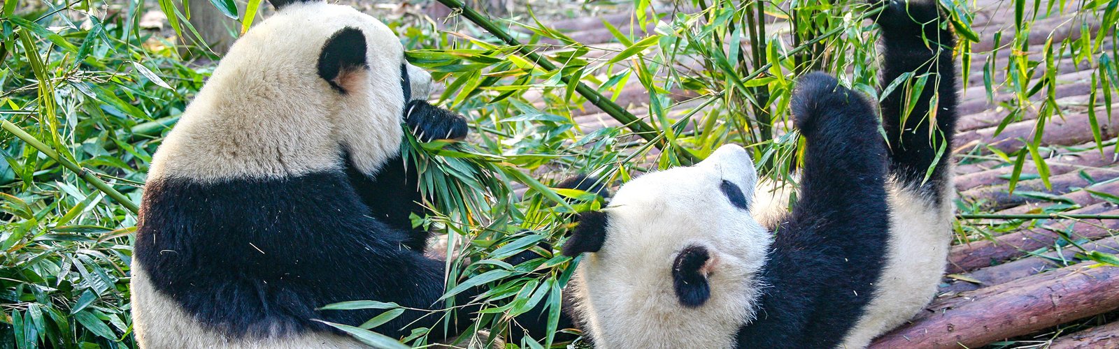 Pandas in Chengdu