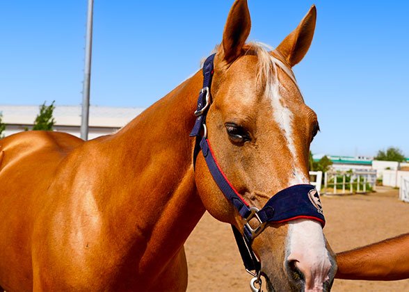Akhal-Teke Horse Akhal-Teke Horse