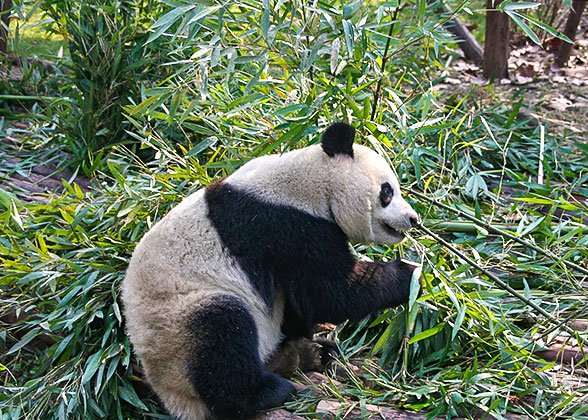 Pandas in the Early Morning