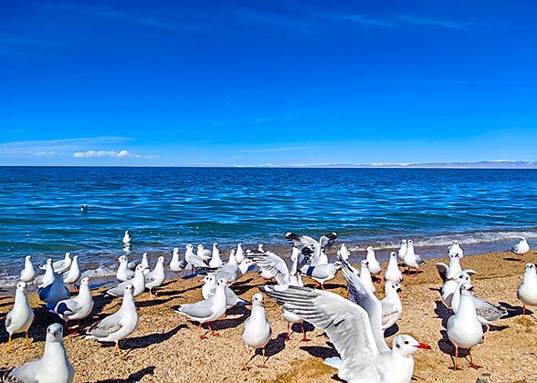 Seagulls Rest on the Qinghai Lake Shore Seagulls Rest on the Qinghai Lake Shore