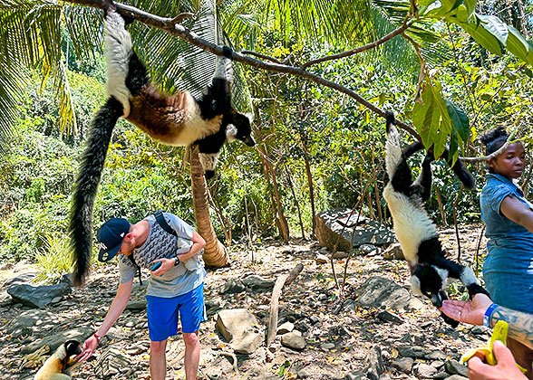 Lemurs in the Garden Lemurs in the Garden