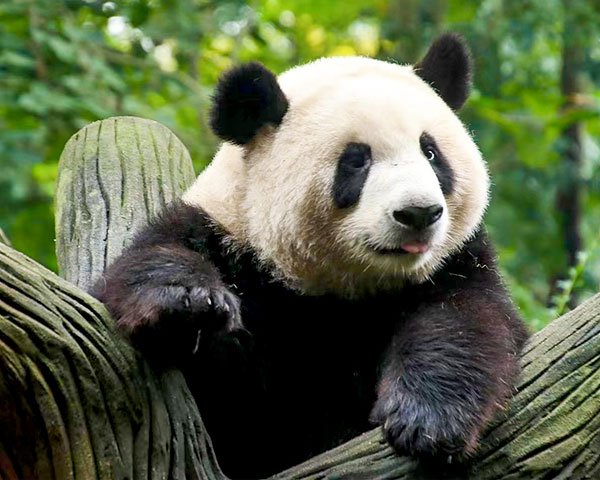 China Panda