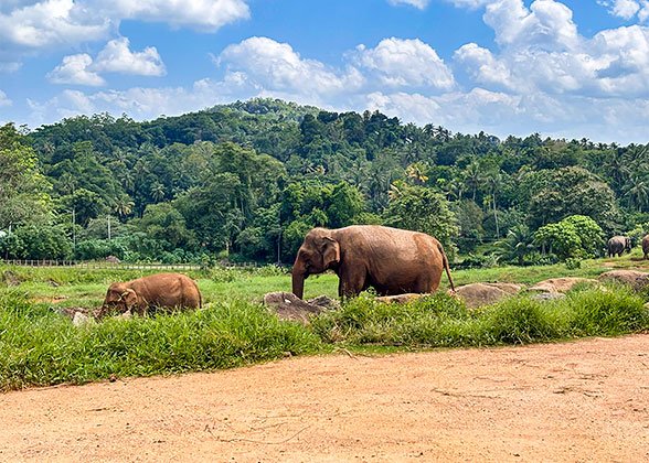 Elephants in Yala National Park
