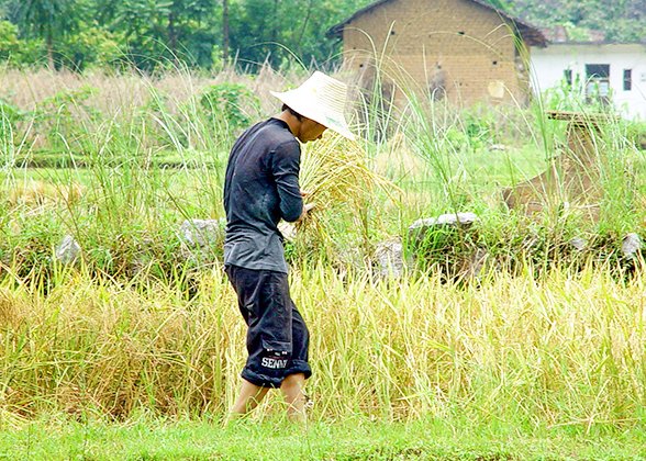 Rice Harvest Scene at Xingping Town