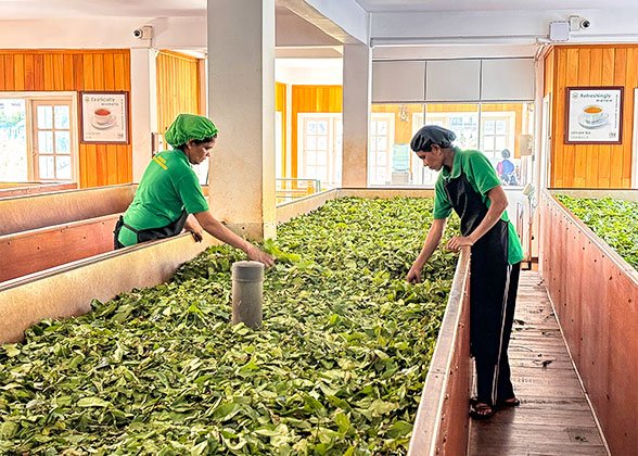 Tea plantation, Nuwara Eliya