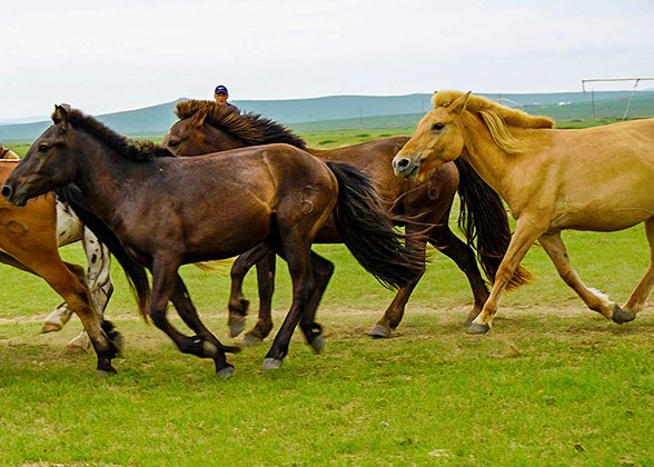 Akhal-Teke horses