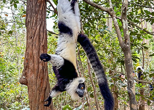 The Ring-tailed Lemur The Ring-tailed Lemur
