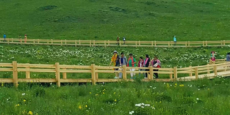 Vibrant Grassland in Summer