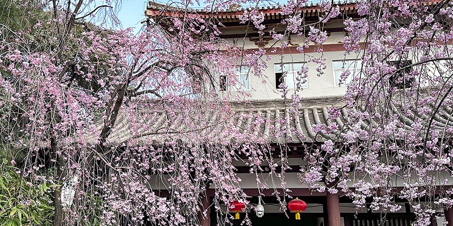 Sakura Festival in Qinglong Temple Sakura Festival in Qinglong Temple