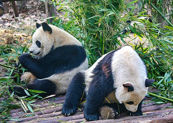 Cute Pandas in Chengdu