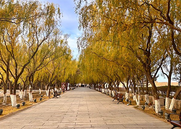 Yellow Trees in Inner Mongolia in September Yellow Trees in Inner Mongolia in September