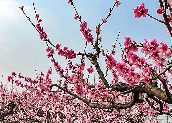 Peach Blossoms
