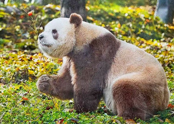 Qi Zai, Brown-and-white Giant Panda