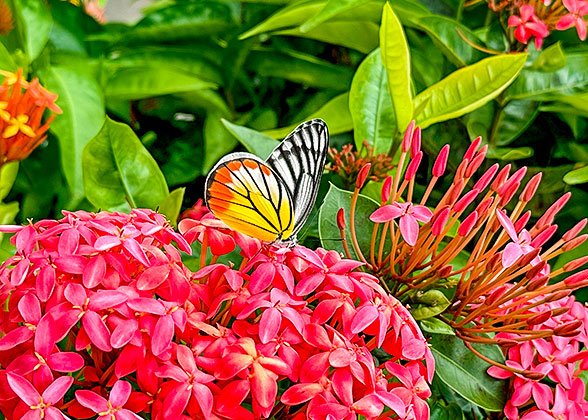 Vividly Blooming Flowers