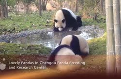 Lovely Pandas in Chengdu Panda Breeding and Research-Center
