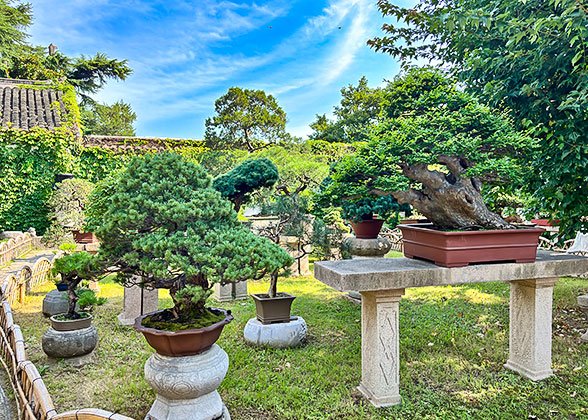 Bonsai Bonsai