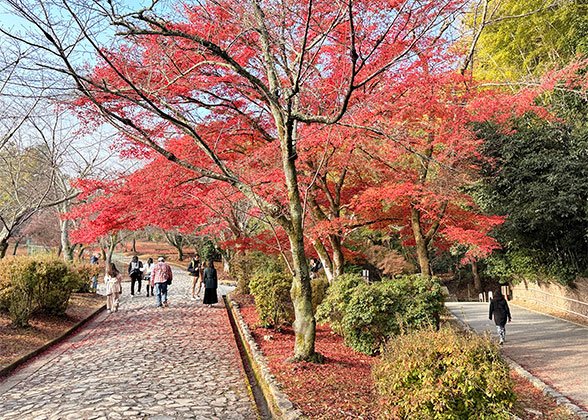 Colorful Autumn Leaves in November