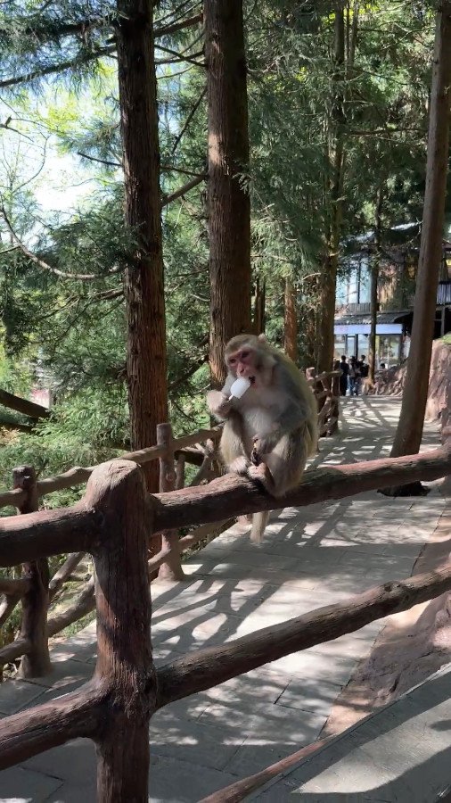 Foodie Monkeys in Zhangjiajie National Forest Park