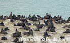 Thousands of birds perch on the shore of Qinghai Lake.